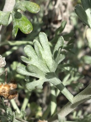 Artemisia alaskana