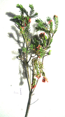 Passerina obtusifolia