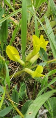 Astragalus boreoafricanus image