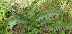 Astragalus boreoafricanus image