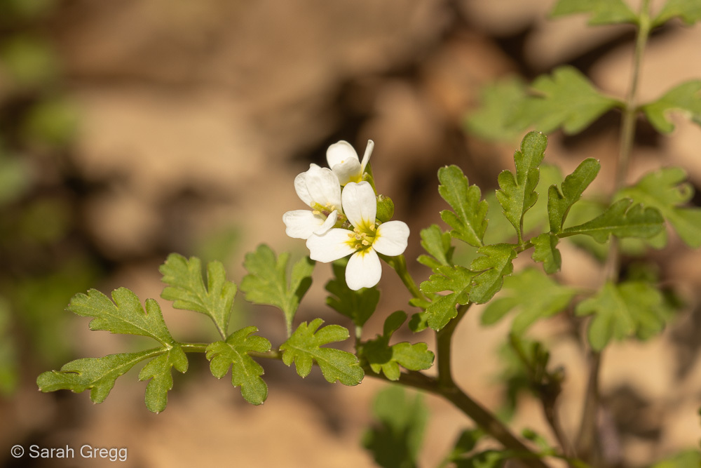southern bittercress