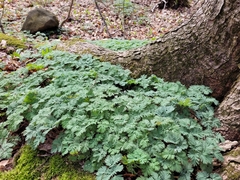 Dicentra canadensis