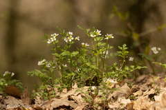 Cardamine graeca