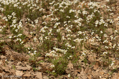 Cardamine graeca