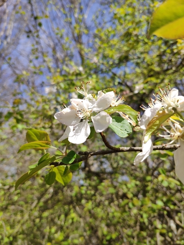 Plymouth pear (Pyrus cordata)