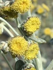 Artemisia alaskana