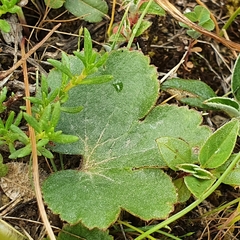 Anemone palmata image