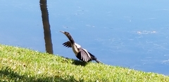 Anhinga anhinga