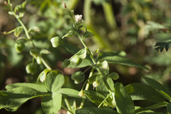 Gymnospermium altaicum
