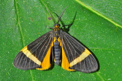 Aclytia