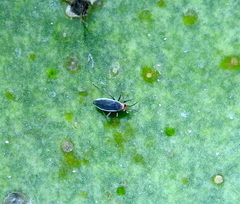 Hesperolabops gelastops