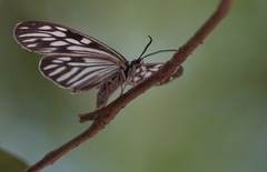 Cyclosia pieridoides