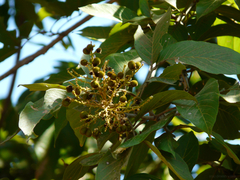 Sapindus trifoliatus