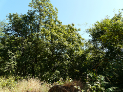 Sapindus trifoliatus