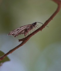 Cyclosia pieridoides