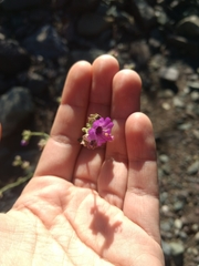 Mirabilis ovata