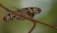 Cyclosia pieridoides