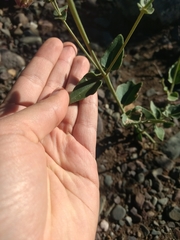 Mirabilis ovata
