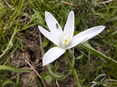 Ornithogalum sintenisii