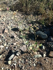 Mirabilis ovata