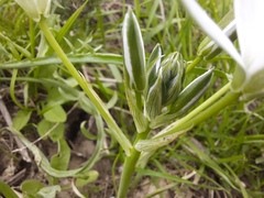 Ornithogalum sintenisii