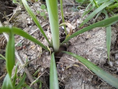 Ornithogalum sintenisii