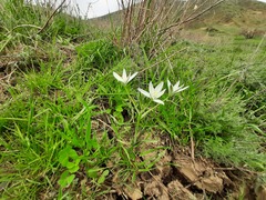 Ornithogalum sintenisii