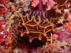Halgerda willeyi