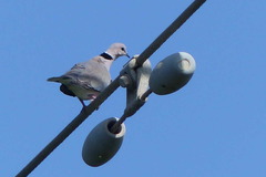 Streptopelia vinacea