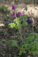 Primula matthioli sachalinensis
