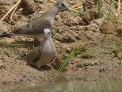 Turtur abyssinicus