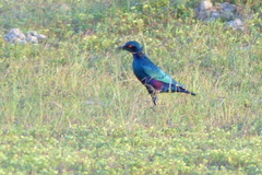 Lamprotornis chalcurus