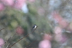 Poecile palustris