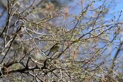 Phylloscopus collybita