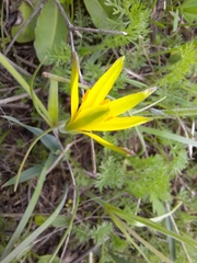 Gagea reticulata