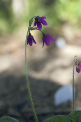 Primula matthioli sachalinensis