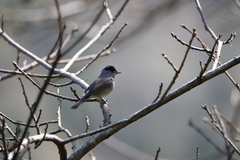 Sylvia atricapilla