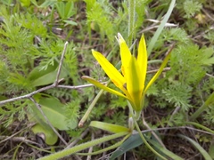 Gagea reticulata