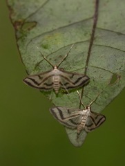 Perisyntrocha anialis