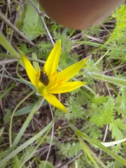 Gagea reticulata
