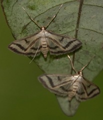 Perisyntrocha anialis