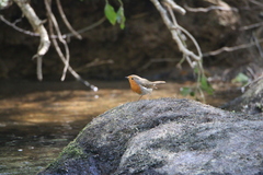 Erithacus rubecula