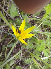 Gagea reticulata