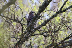 Garrulus glandarius