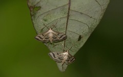 Perisyntrocha anialis