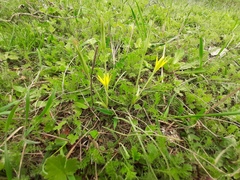 Gagea reticulata