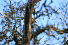 Sitta europaea