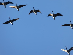 Branta hutchinsii