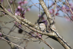 Poecile palustris