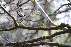 Parus major